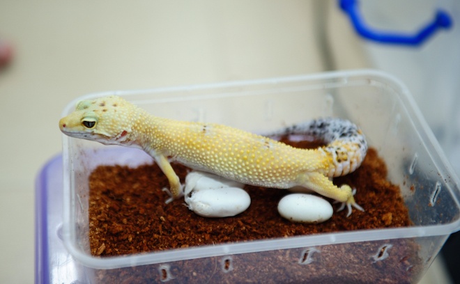 Ngày nào Duy cũng lên ban công tầng 3 bắt thạch sùng cho tắc kè ăn.