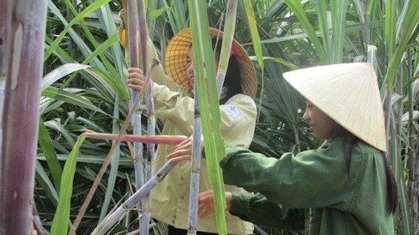 Hai chị em Hương và Hà đang cùng phụ giúp bố mẹ làm vườn.