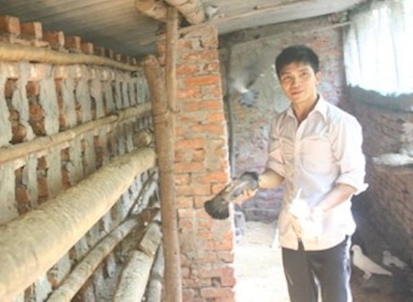 Hoc den lop 9, lam giau tu mo hinh nuoi chim, ran hinh anh