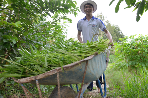 Đạt đi cắt rau mướn phụ giúp các cô.