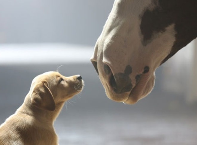 Clip quang cao khien nhieu ngui roi nuoc mat hinh anh