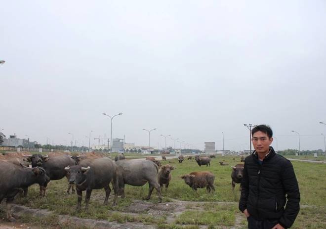 Anh Thiện chăn thả hàng chục con trâu ngay tại mảnh đất quê mình.