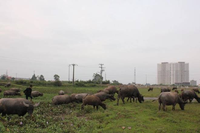 Đàn trâu tiền tỷ ngay giữa lòng Hà Nội.