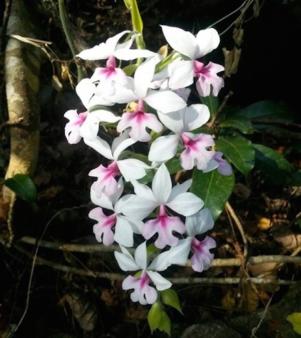 Hình ảnh nhánh lan rừng do một thành viên trong nhóm ghi lại trong chặng đường leo núi Bà Đen.