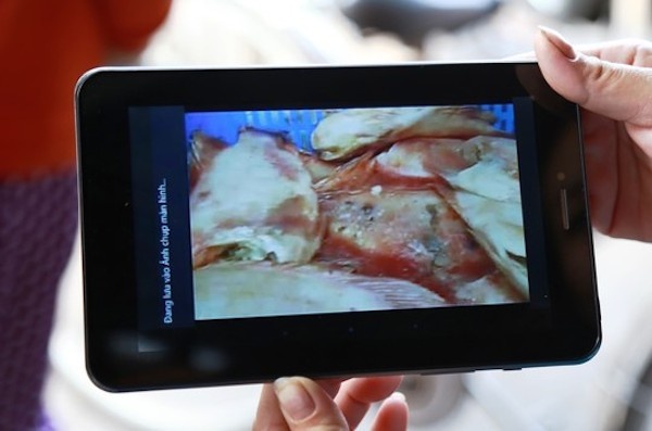 Cá diêu hồng thối mà Công ty Phú Nhật Hào vận chuyển bằng xe tải vào Trường tiểu học Long Bình được phụ huynh phát hiện chụp hình vào ngày 5/3.