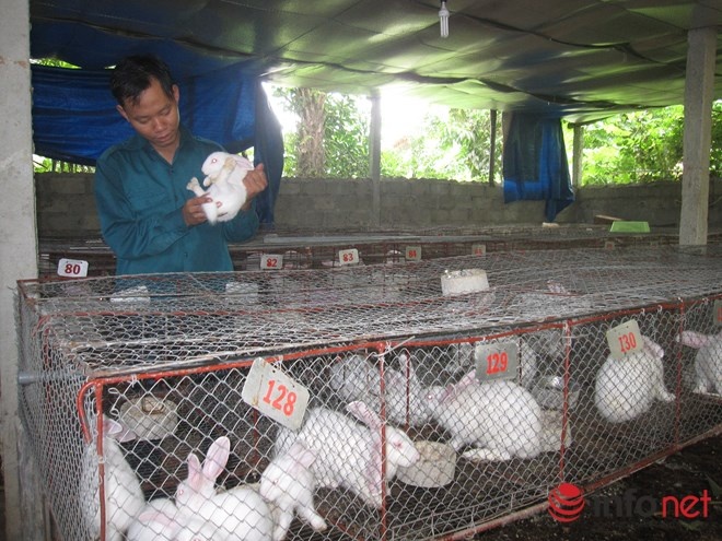 Cần kiểm tra chất lượng thỏ