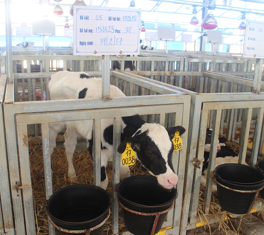 Vinamilk,  trang trai huu co,  sua organic anh 5