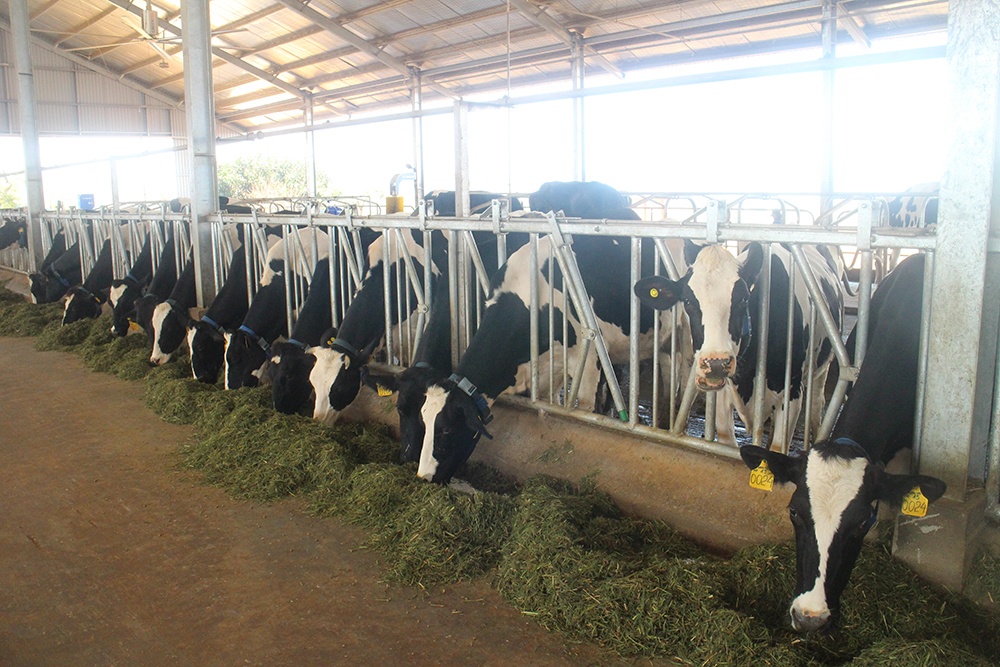 Vinamilk,  trang trai huu co,  sua organic anh 3