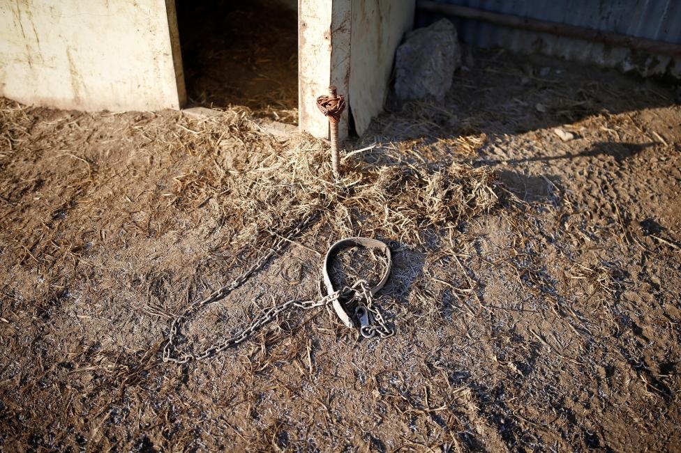 chó ở Hàn Quốc ảnh 4 cho o Han Quoc anh 4