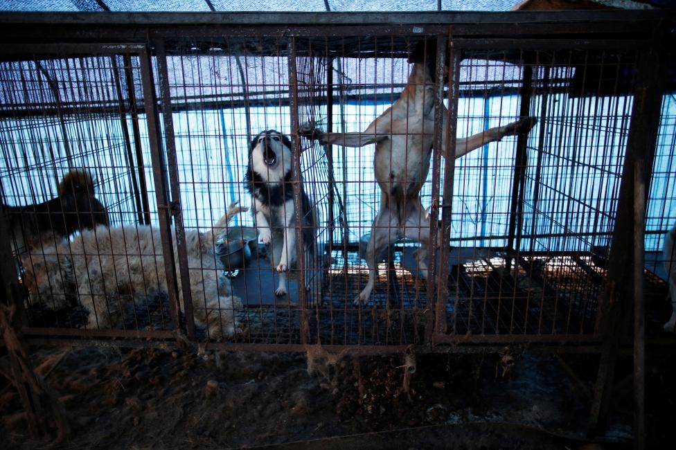 chó ở Hàn Quốc ảnh 5 cho o Han Quoc anh 5