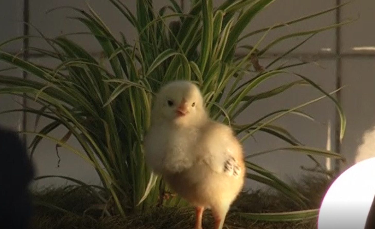 Quan 'ca phe ga' o Dai Loan hinh anh