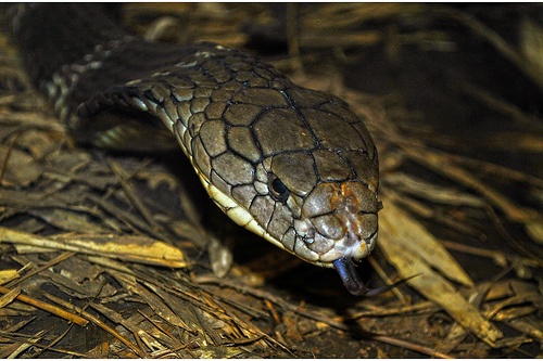 lang ran Thai Lan anh 2