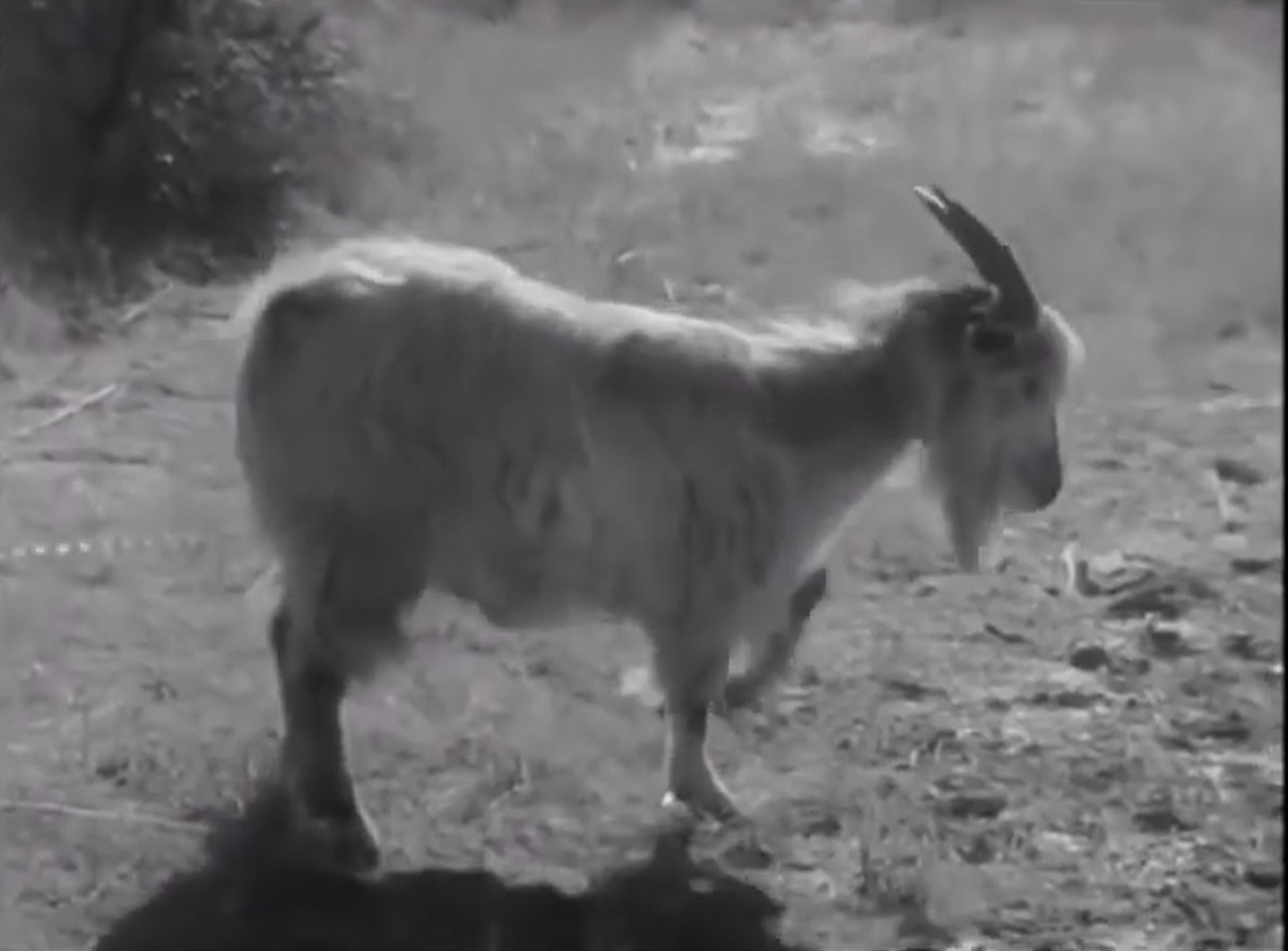 De co giat du doi, chet ngay sau khi tiep xuc khi VX hinh anh