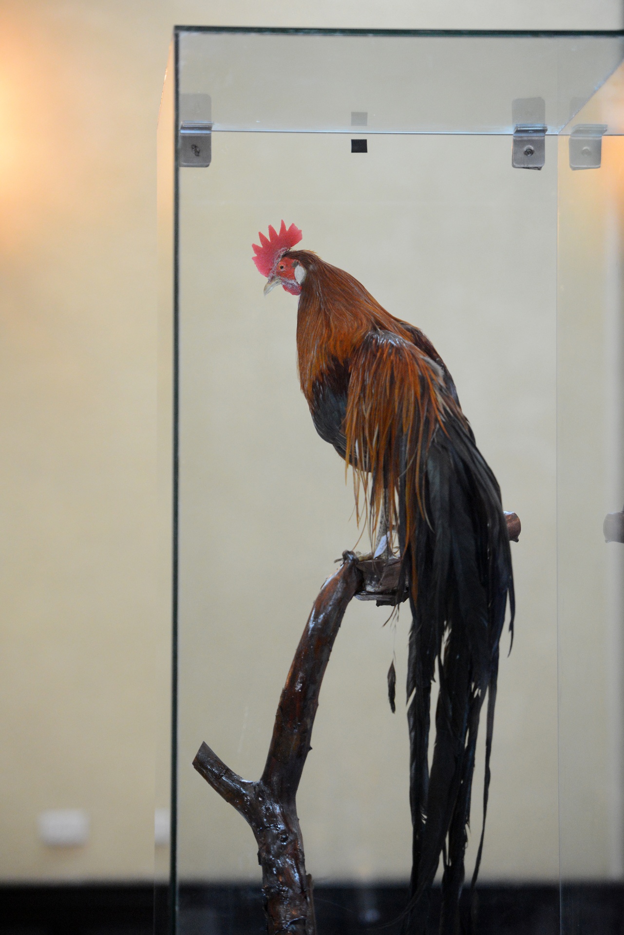 Nhật hoàng thăm Việt Nam ảnh 5 Nhat hoang tham Viet Nam anh 5