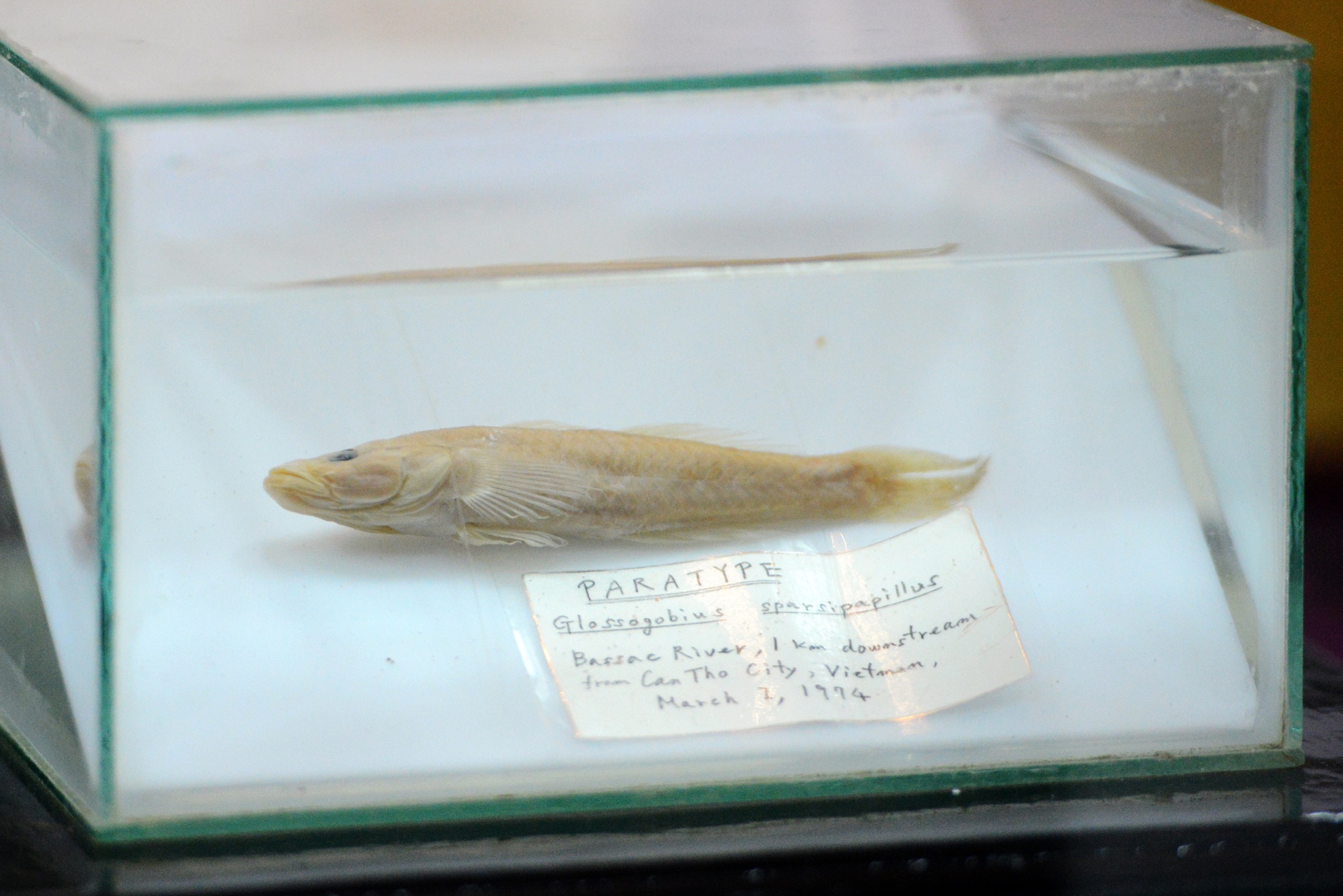 Nhật hoàng thăm Việt Nam ảnh 6 Nhat hoang tham Viet Nam anh 6