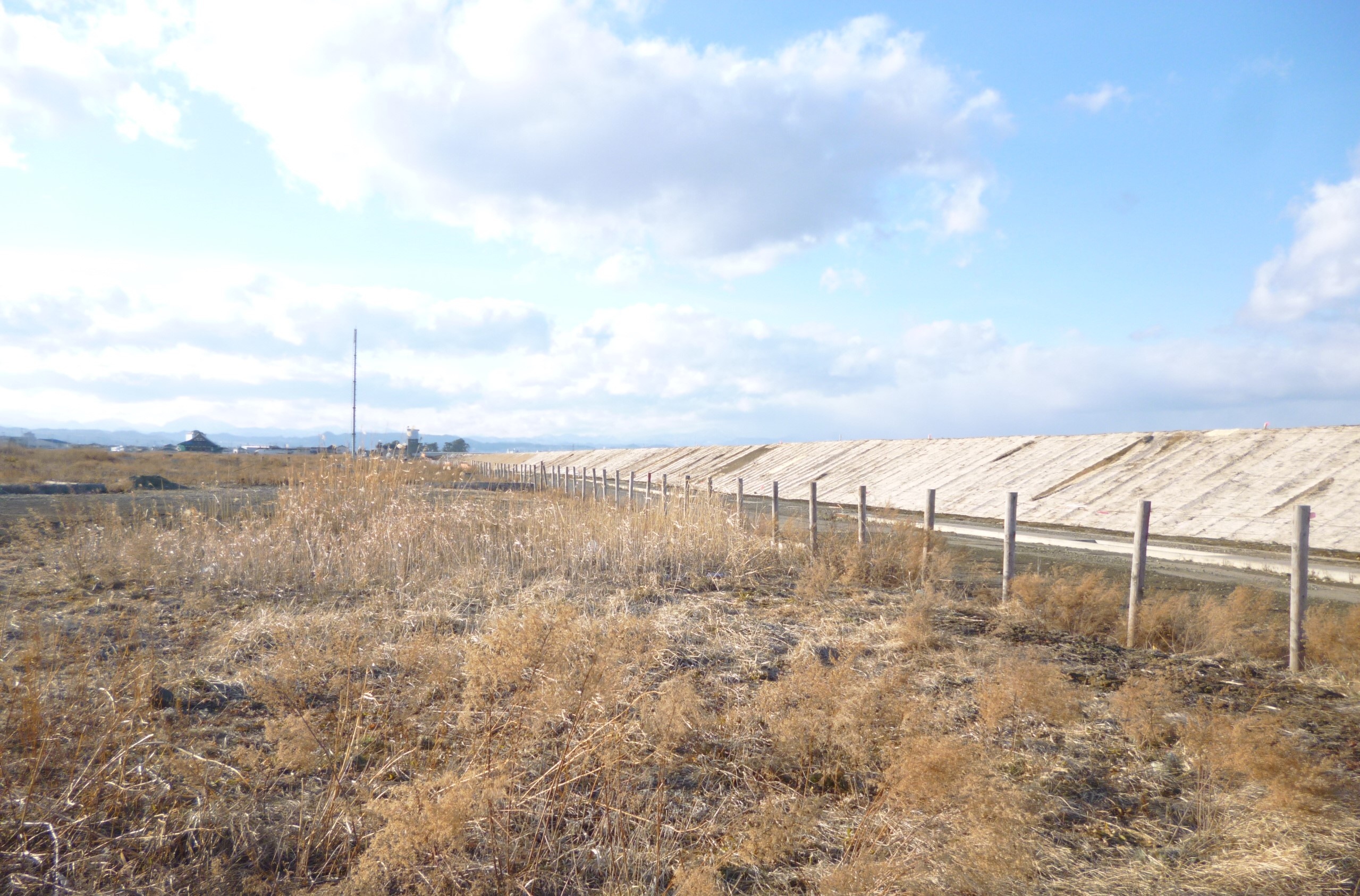 tham hoa dong dat song than Nhat Ban anh 1