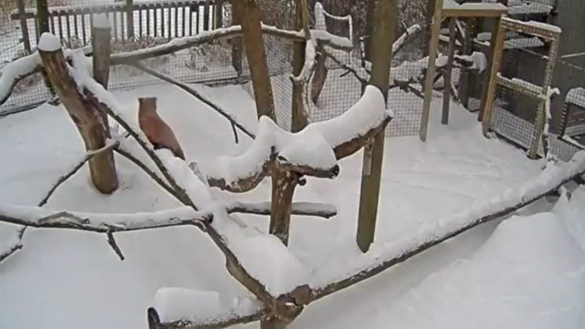 Cao lua choi dua duoi tuyet hinh anh