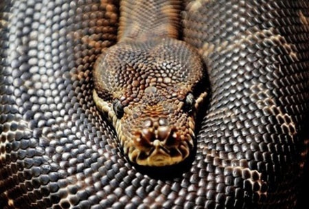 Nguoi dan ong bi tran nuot chung o Indonesia hinh anh