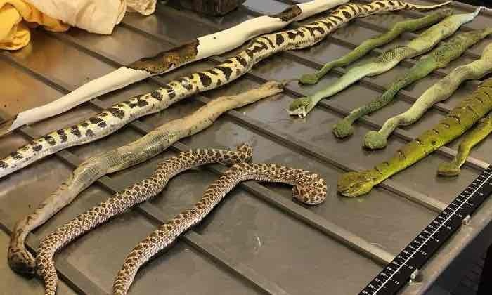 vasli đầy rắn và bọ cạp ảnh 1 vasli day ran va bo cap anh 1