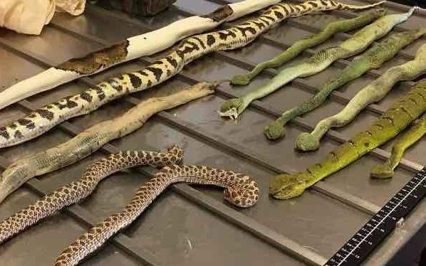 Hai quan Australia sung so vi goi hang day ran va bo cap hinh anh