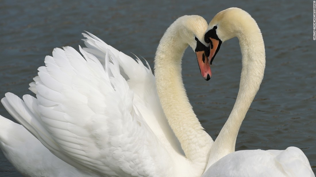 can phong trieu nam anh sang anh 1