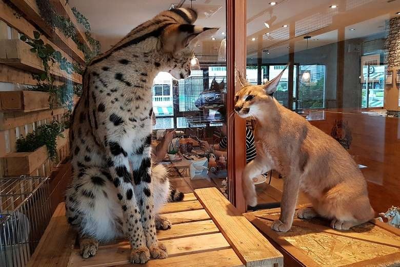 ca phe dong vat o Thai Lan anh 5