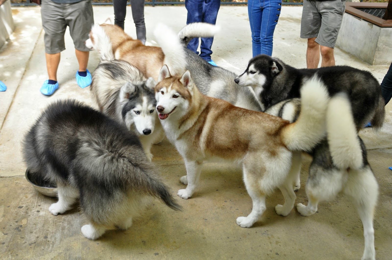 ca phe dong vat o Thai Lan anh 1