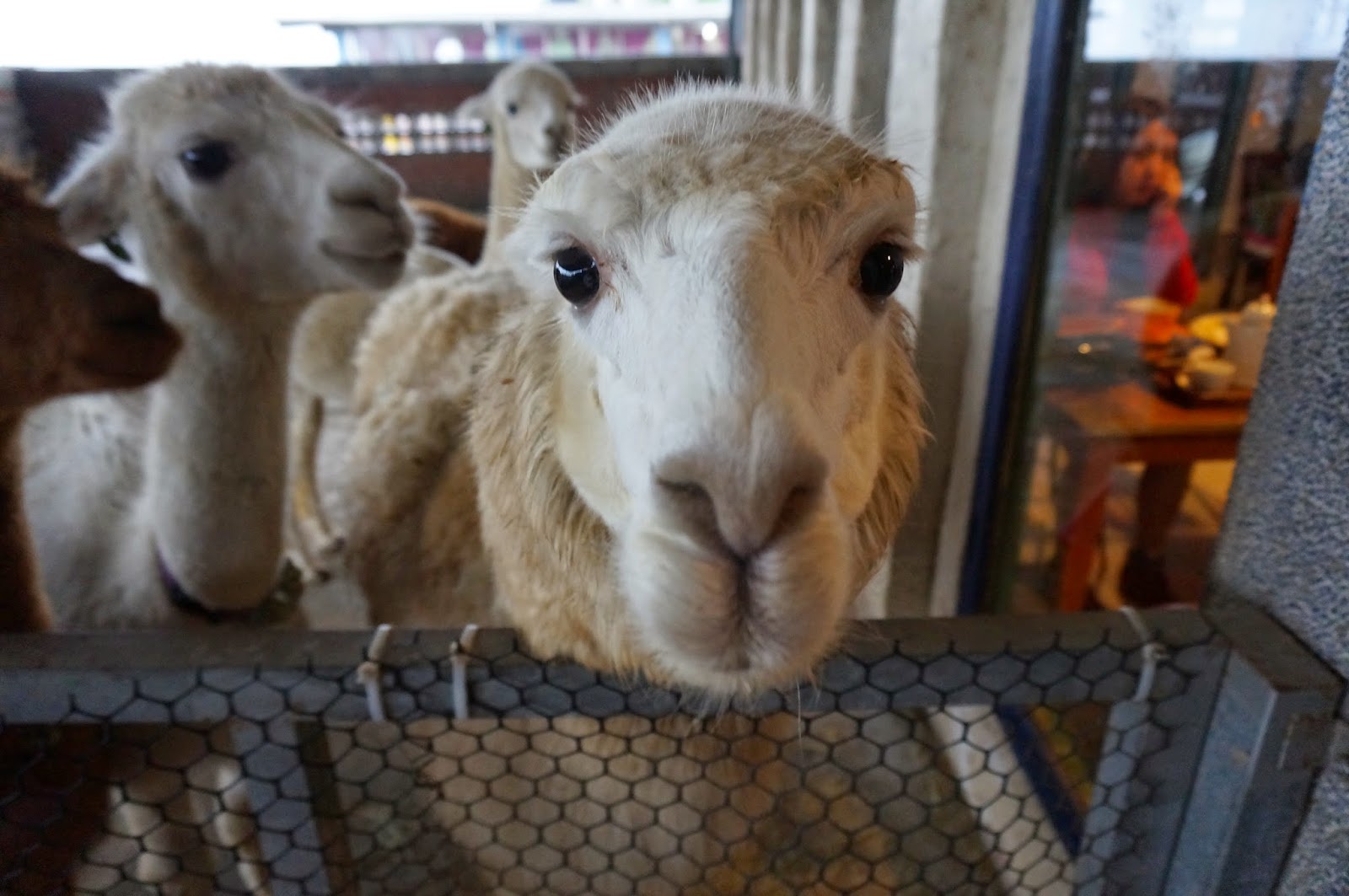 ca phe dong vat o Thai Lan anh 2