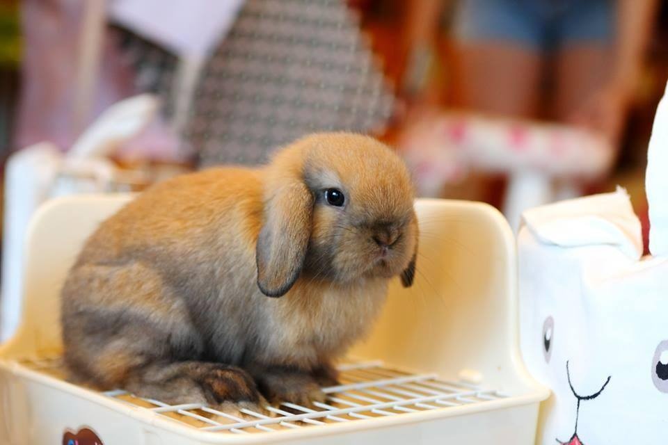 ca phe dong vat o Thai Lan anh 3