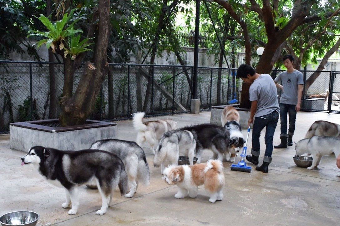 ca phe dong vat o Thai Lan anh 6