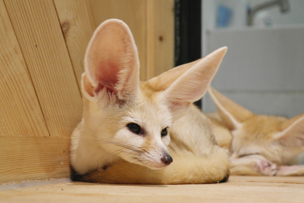 Ca phe dong vat la gay tranh cai tai Thai Lan hinh anh