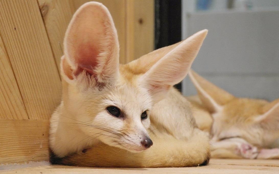 Dong vat hoang da trong quan ca phe tai Bangkok hinh anh