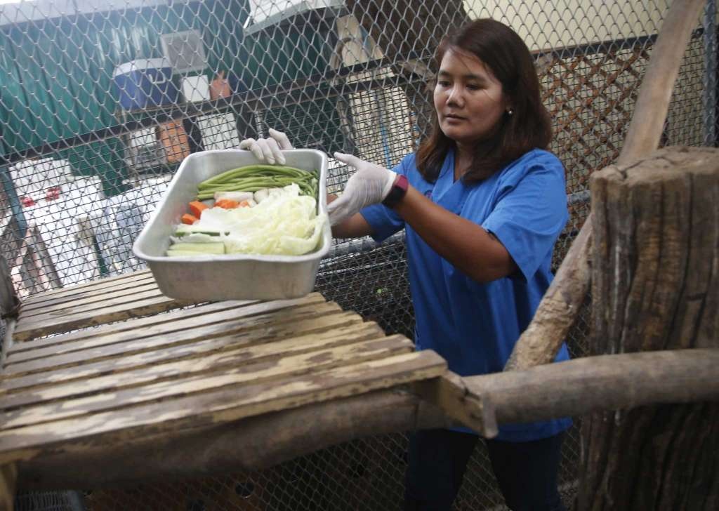 khi beo phi o Thai Lan anh 3