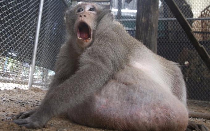 Khi beo phi o Thai Lan bat dau qua trinh an kieng hinh anh