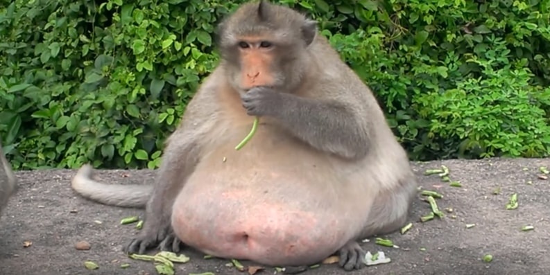 khi beo phi o Thai Lan anh 7