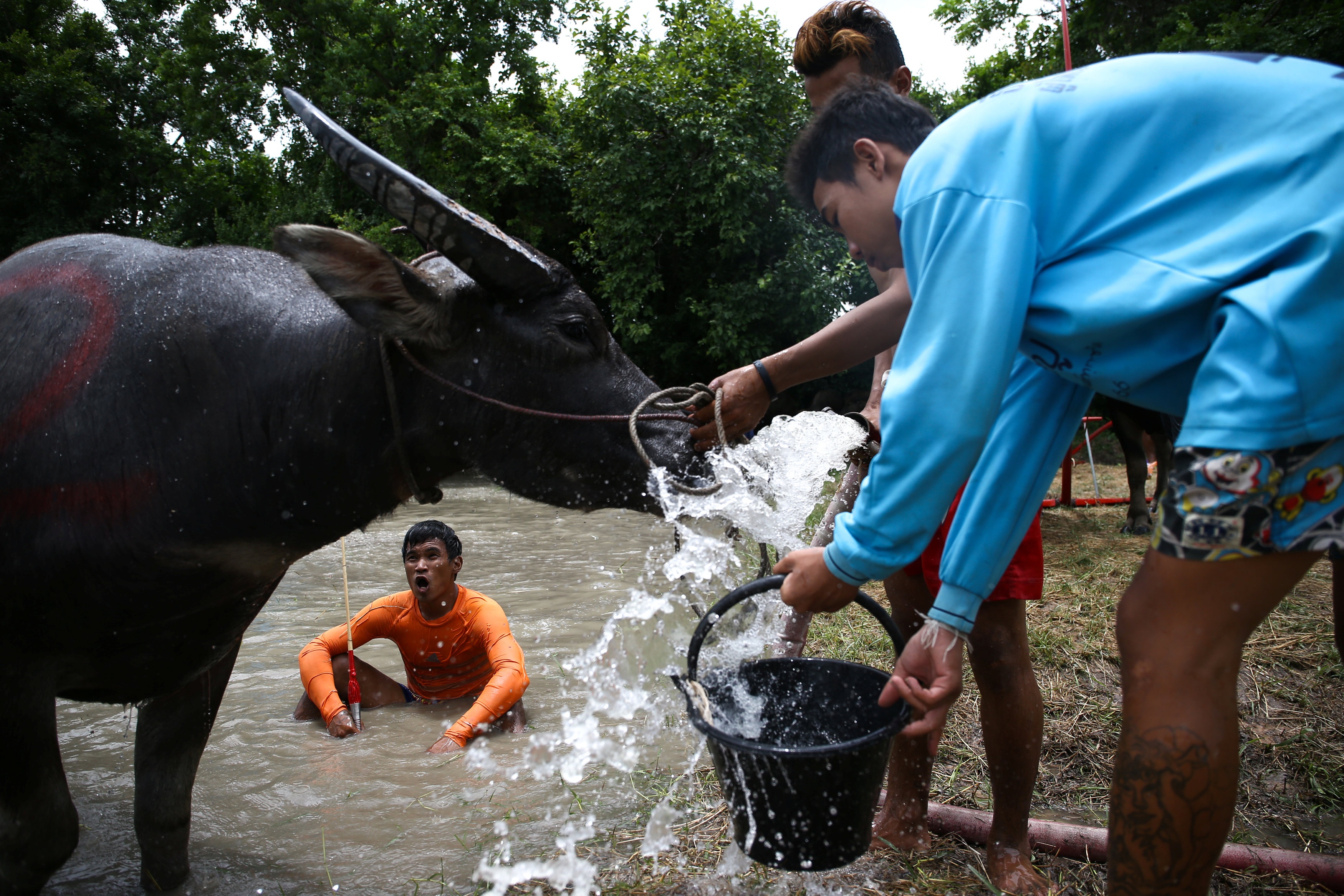 Le hoi dua trau soi dong tai Thai Lan anh 6