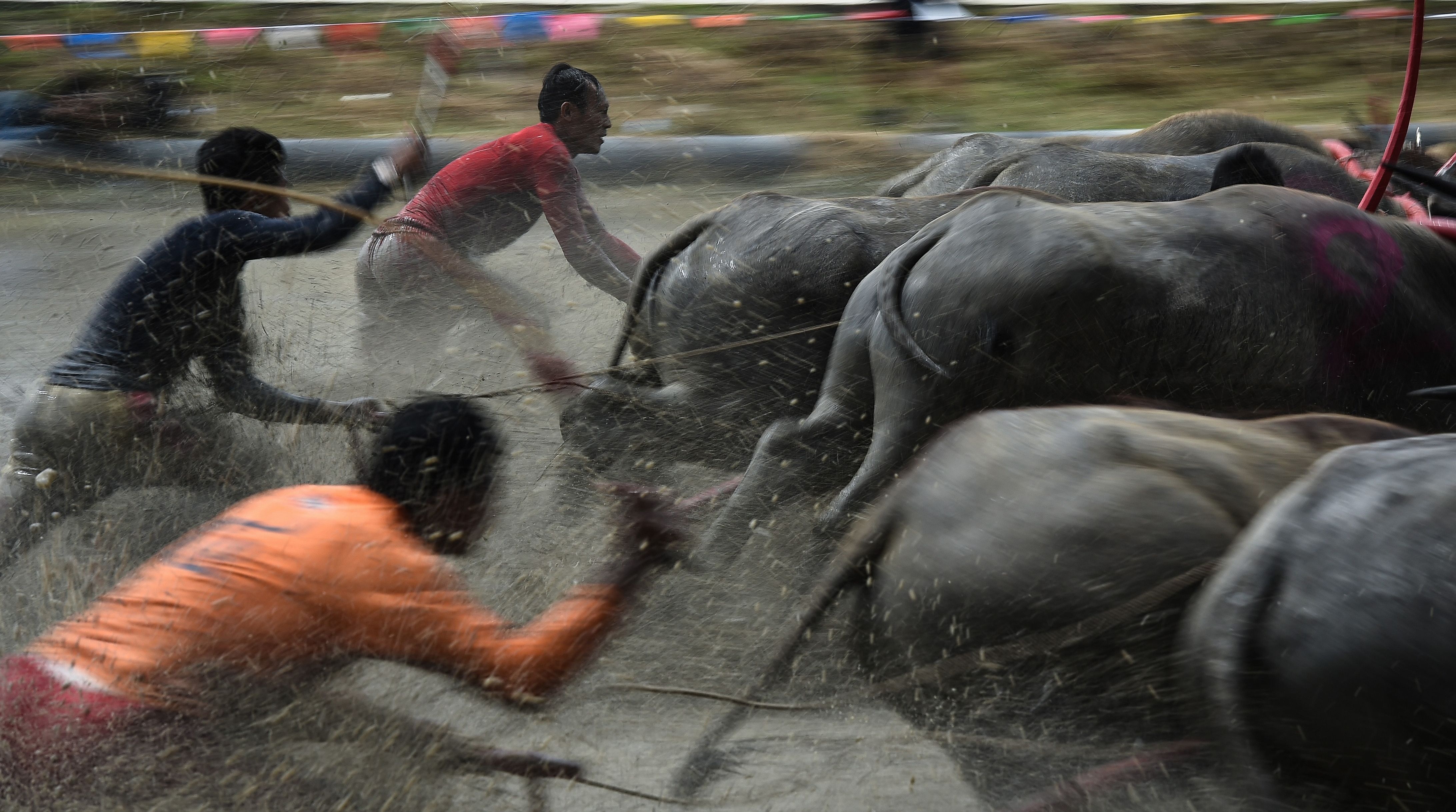 Le hoi dua trau soi dong tai Thai Lan anh 3