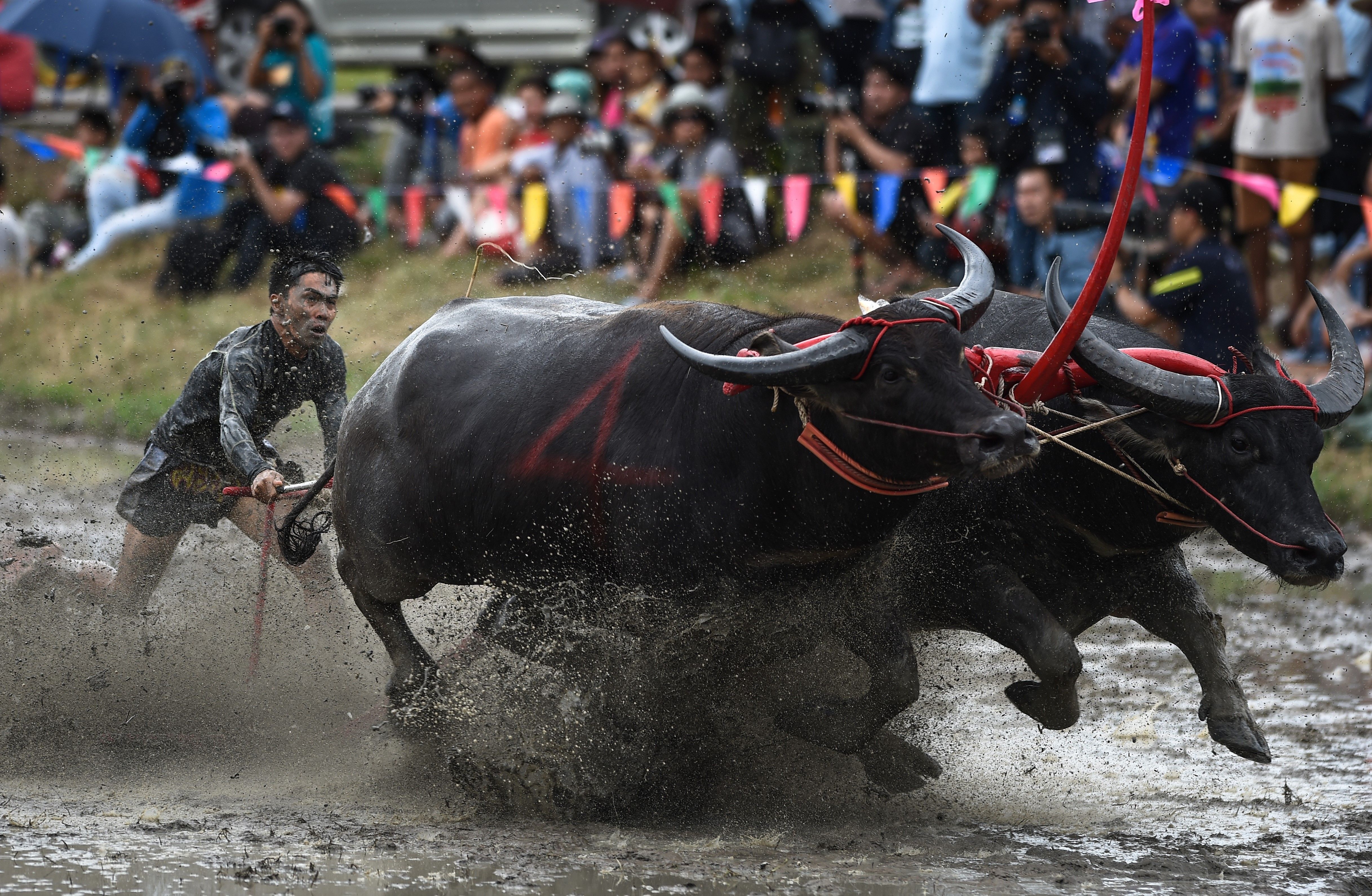 Le hoi dua trau soi dong tai Thai Lan anh 1