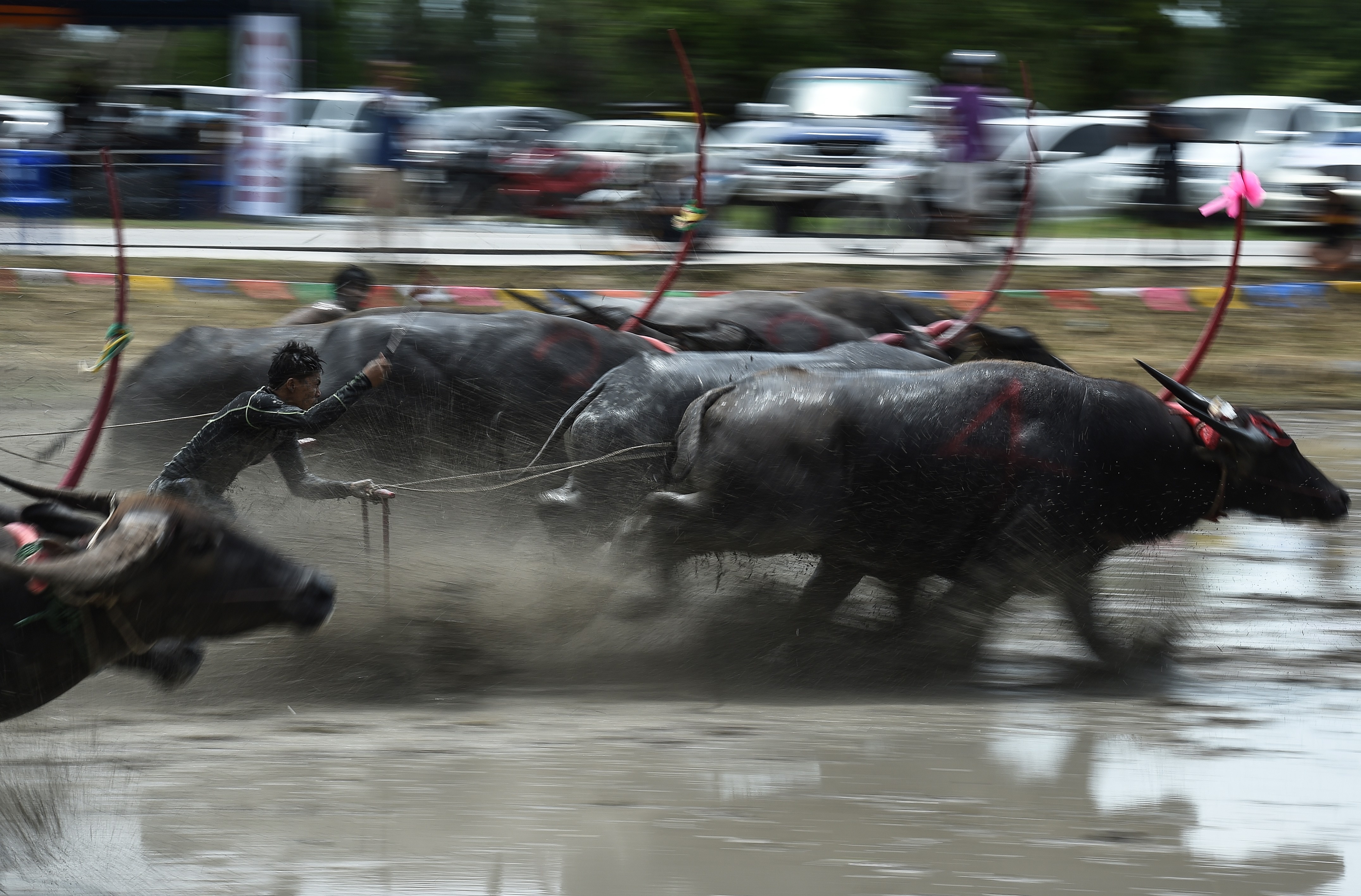 Le hoi dua trau soi dong tai Thai Lan anh 2