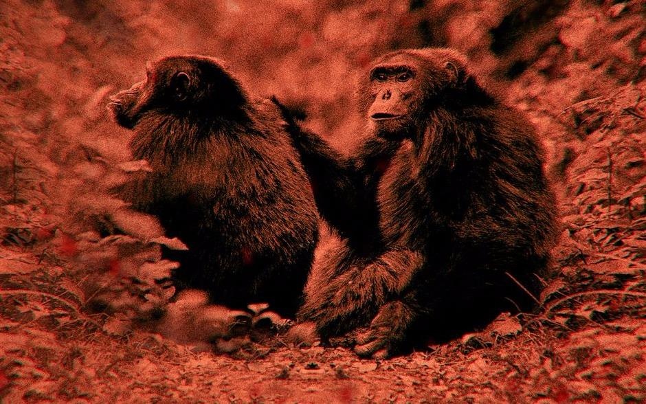 Thu pham gay 'dai dich bien dang khuon mat' cho tinh tinh o Uganda hinh anh