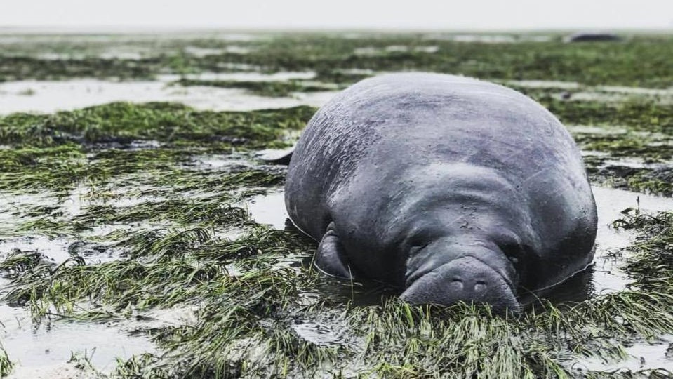 Bo bien mac can do bao Irma 'hut' sach nuoc bien hinh anh