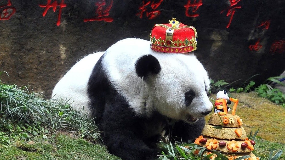 Gau truc lon tuoi nhat the gioi qua doi tai Trung Quoc hinh anh