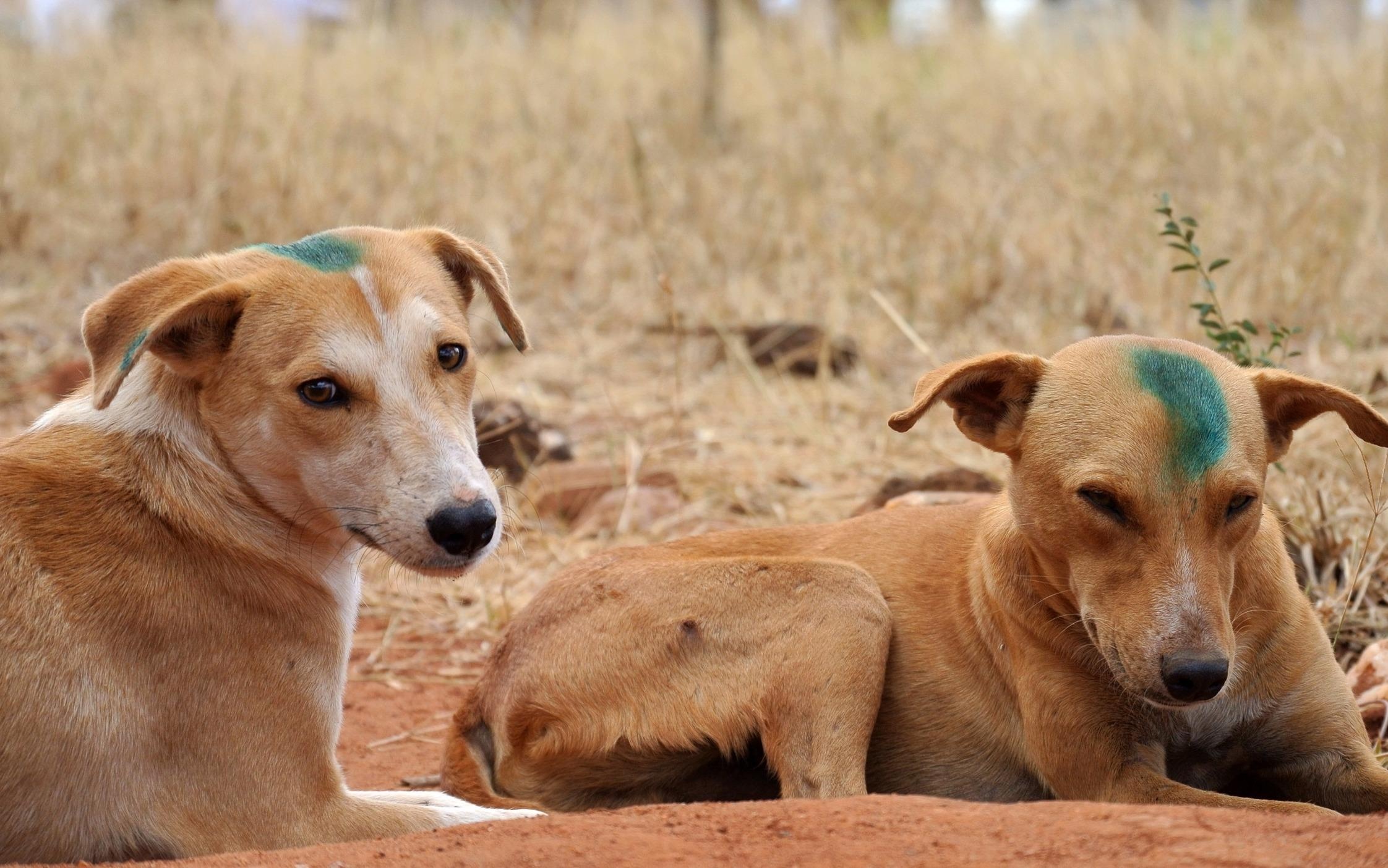 Cuoc chien tham lang o 'hang o' benh dai hinh anh