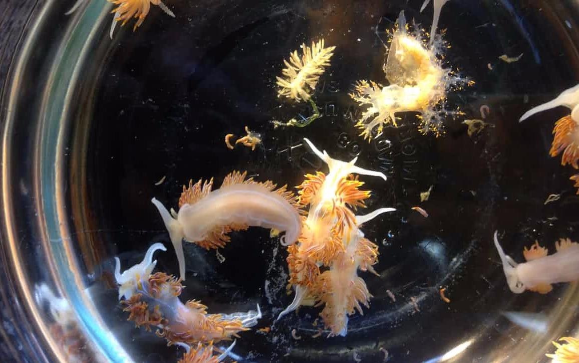 Song than nam 2011 dem hang trieu sinh vat tu Nhat toi bo bien My hinh anh