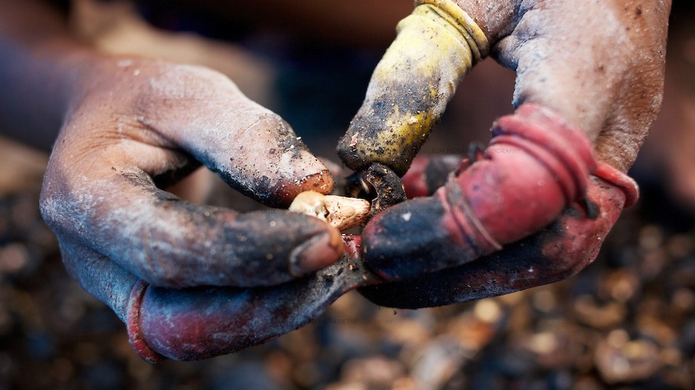 WSJ: Tu dong hoa giup VN vuot An Do ve che bien hat dieu hinh anh