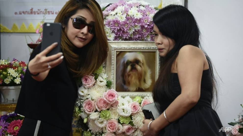 Trao luu to chuc tang le cho thu cung o Thai Lan hinh anh