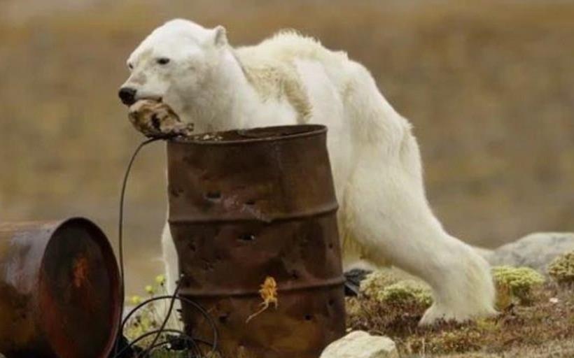 Hinh anh gau Bac cuc gay soc ve thuc trang bien doi khi hau hinh anh