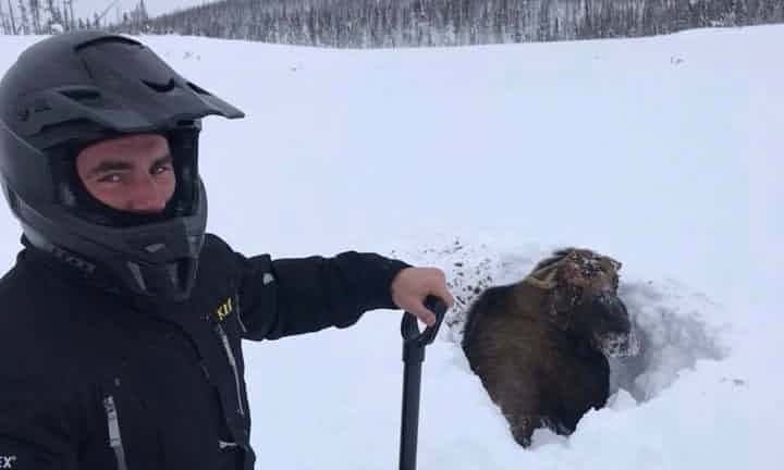 Giai cuu nai mac ket trong lop tuyet day 2 m o Canada hinh anh