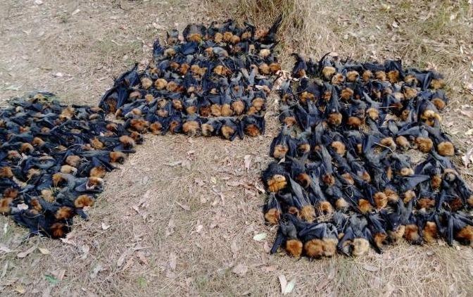 Hang nghin con doi chet vi nang nong o Australia hinh anh