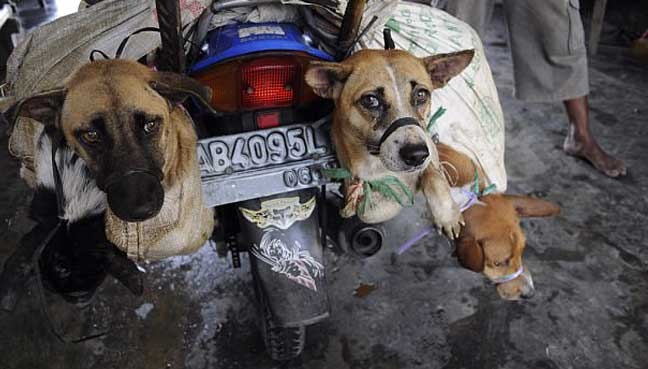 an thit cho tai Indonesia anh 1